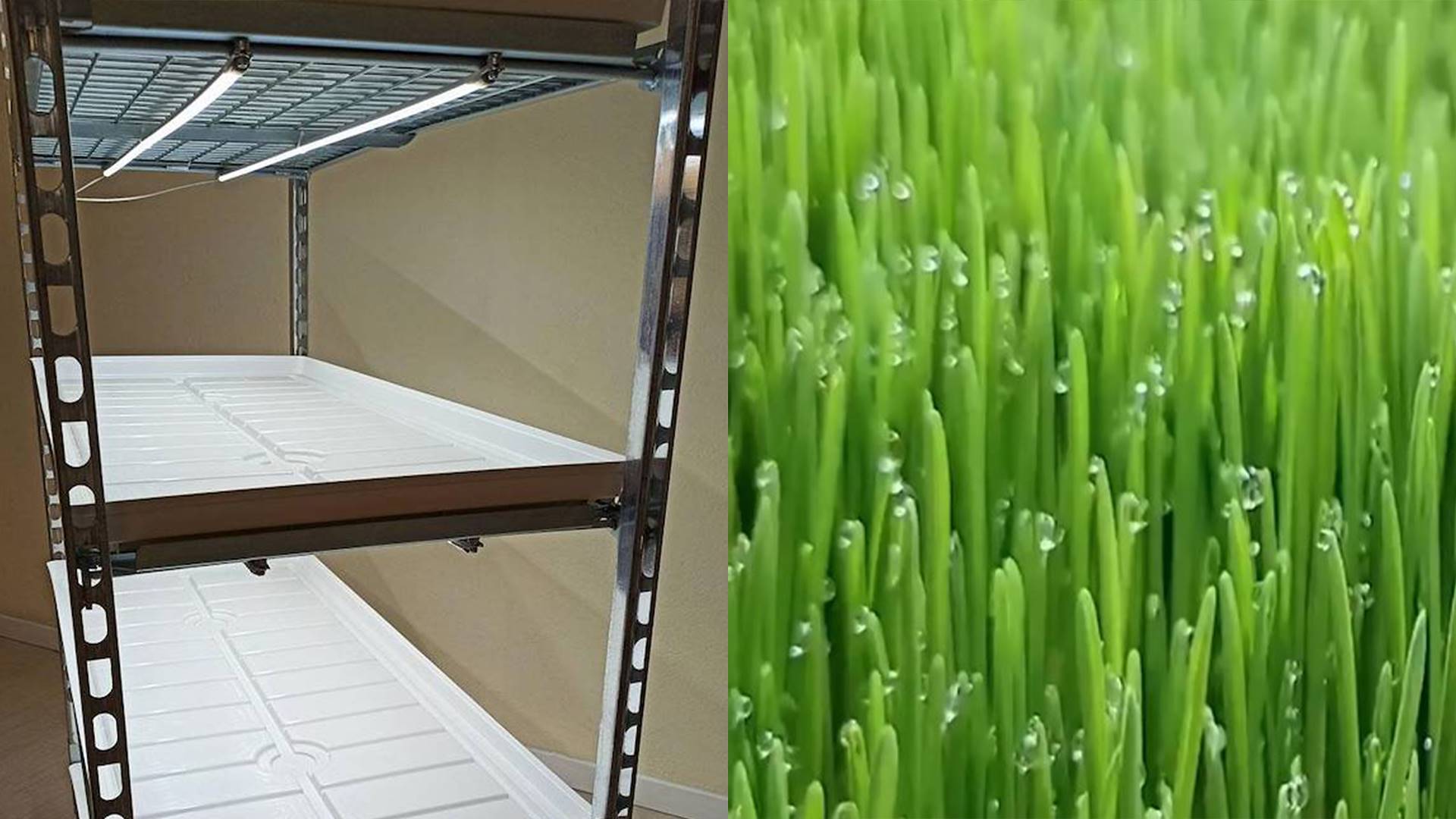 Cultivo de forrajes en una "granja vertical" hidropónica de interior