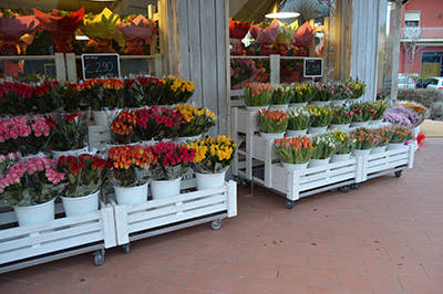 Realizzazione negozio “Fiori Fiori” – Borgo Buggiano