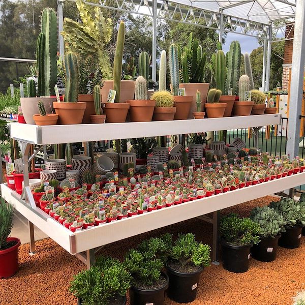 Top Bench / Mezzanine Wood line AMOR