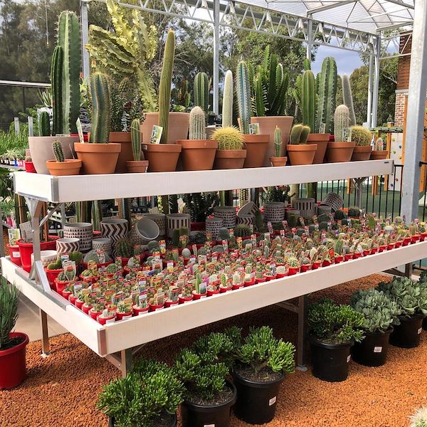 Top Bench / Mezzanine Wood line AMOR