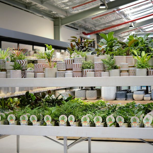 Top Bench / Mezzanine Wood line AMOR