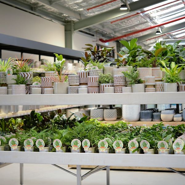Table surélevée Ligne en bois AMOR