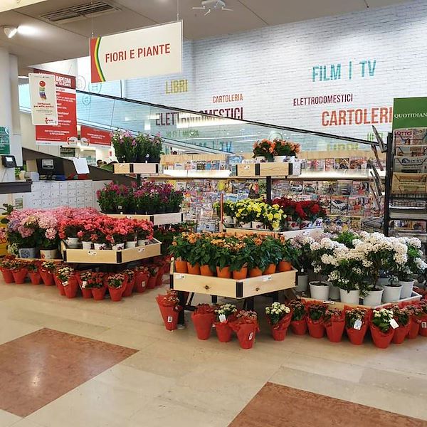 Hexagonal, wood line AMOR