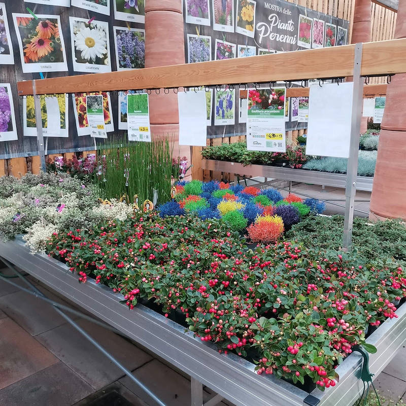 Wood cards holder with support adjustable in height