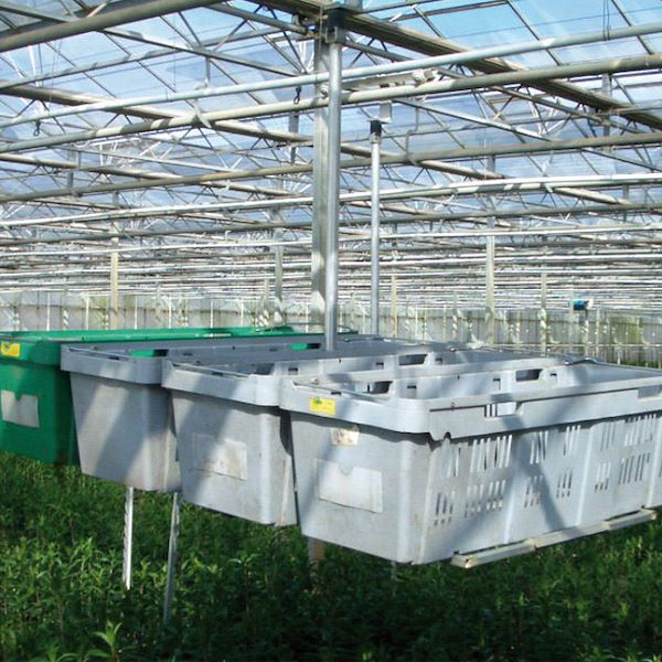 Universal container for cut flower transport