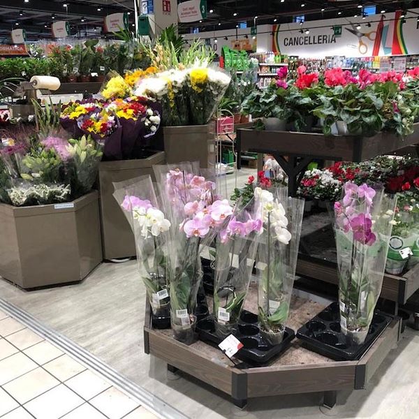 Table Ligne en bois AMOR