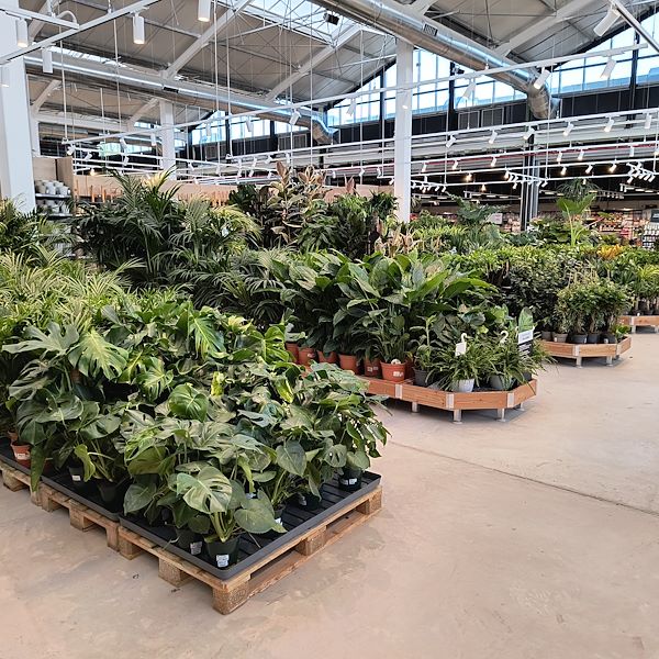 Les plantes d'intérieur