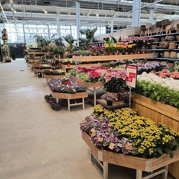 Indoor plants
