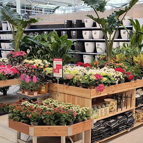Les plantes d'intérieur