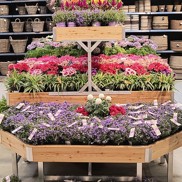 Indoor plants