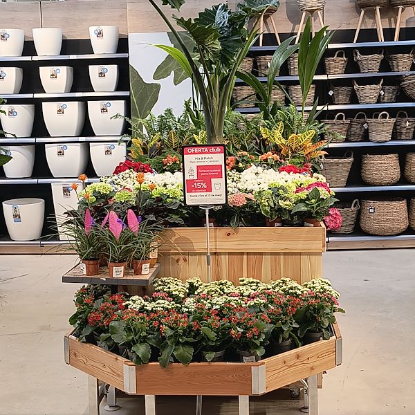 Les plantes d'intérieur