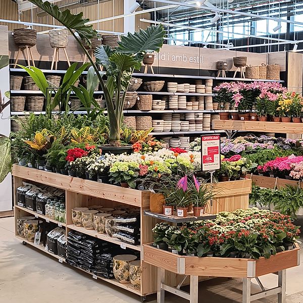 Les plantes d'intérieur