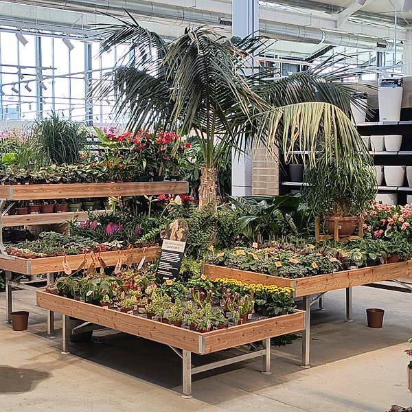 Las plantas de interior