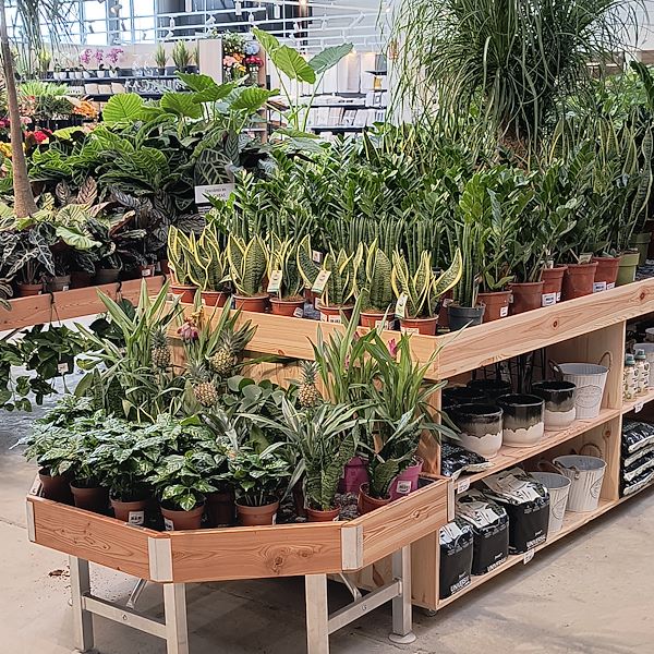 Las plantas de interior