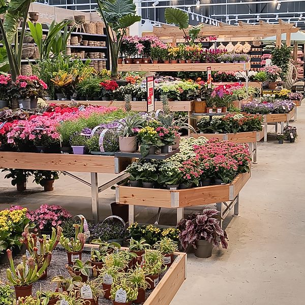 Indoor plants