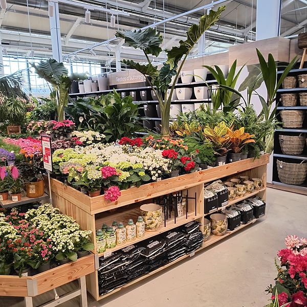 Indoor plants