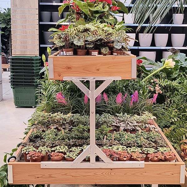 Les plantes d'intérieur