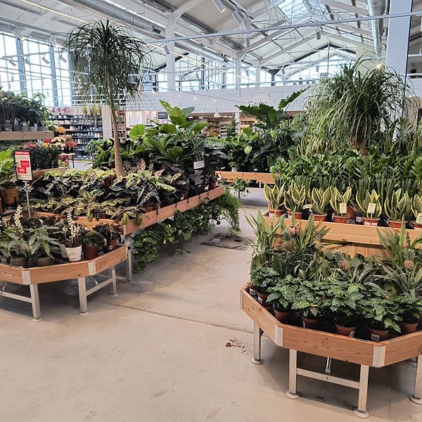 Indoor plants