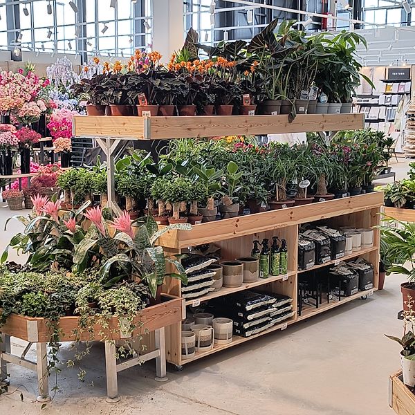 Las plantas de interior