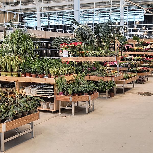Les plantes d'intérieur