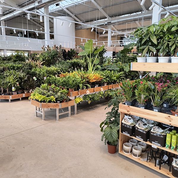 Las plantas de interior