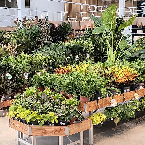 Las plantas de interior