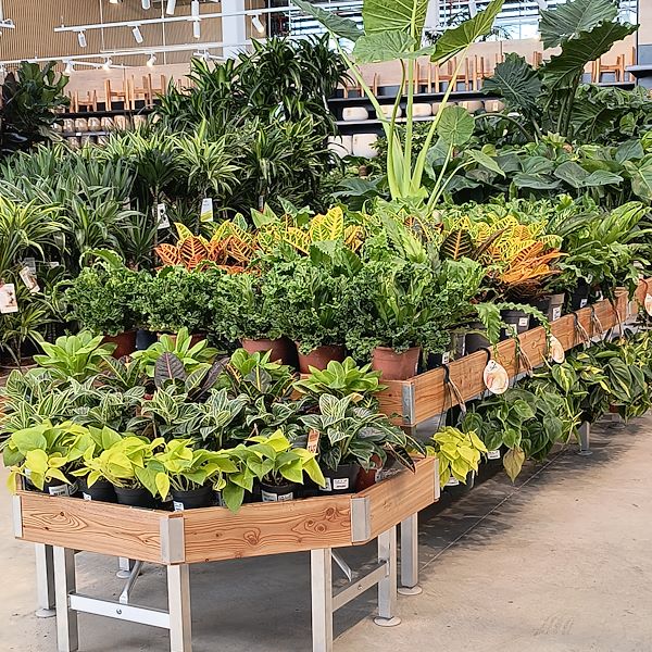 Las plantas de interior