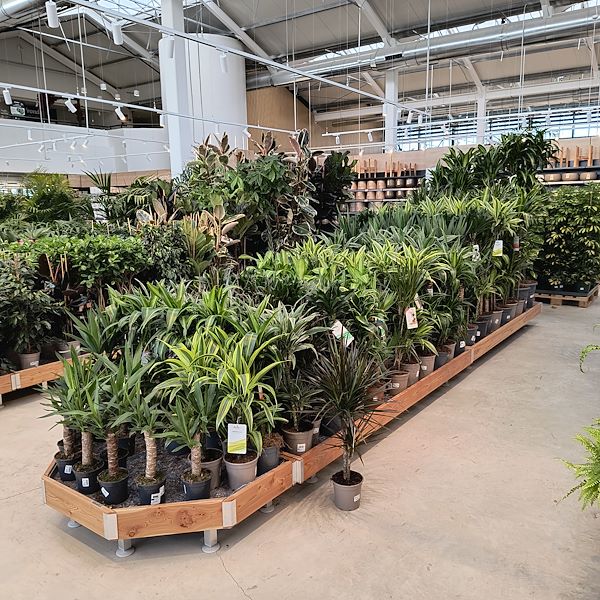 Les plantes d'intérieur