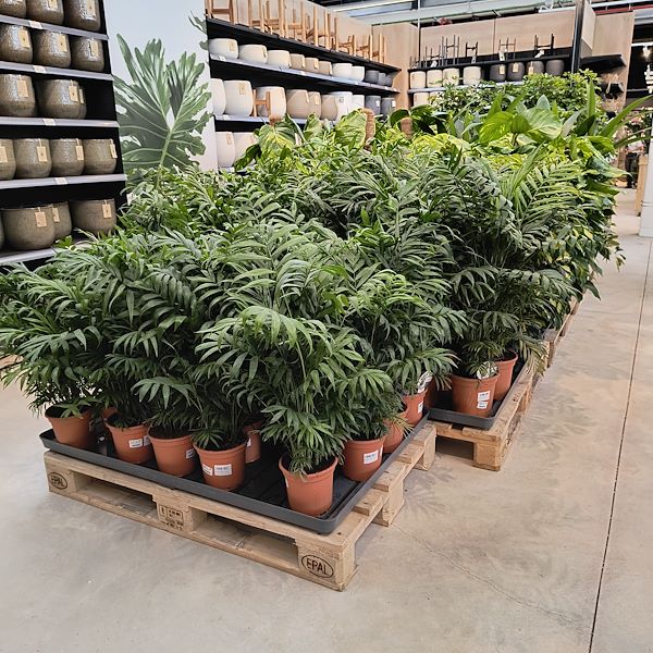 Las plantas de interior