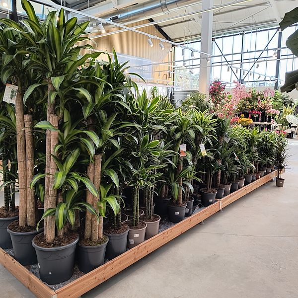 Las plantas de interior
