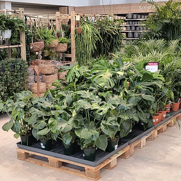 Les plantes d'intérieur