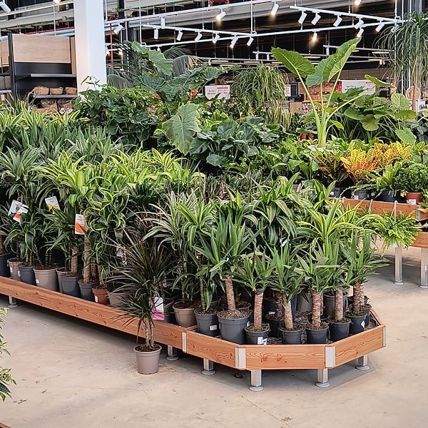 Les plantes d'intérieur