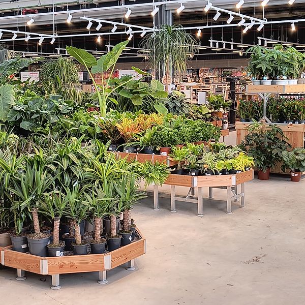 Les plantes d'intérieur