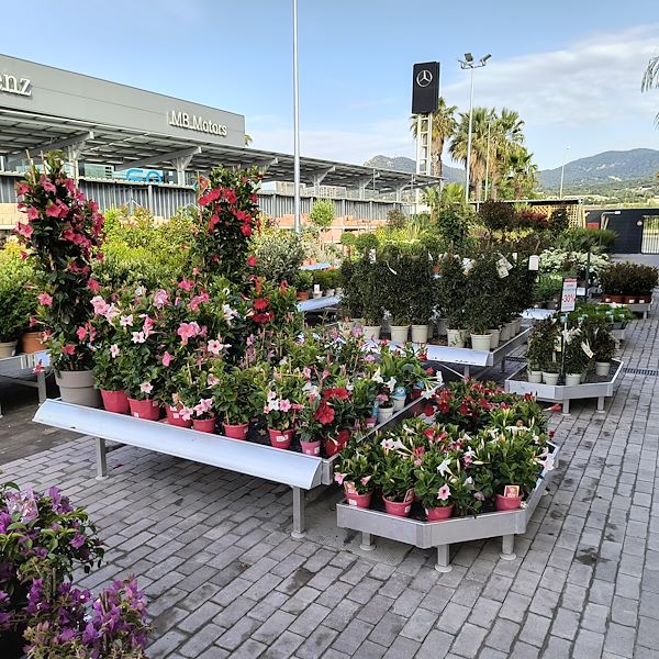 Les plantes d'extérieur