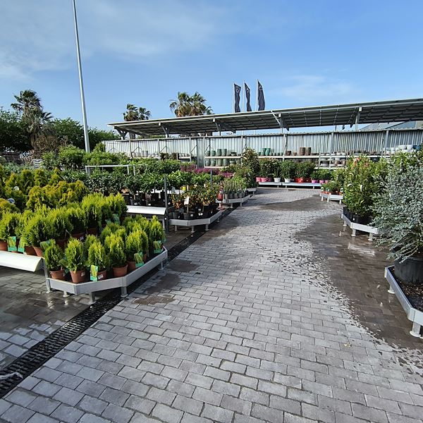 Outdoor plants