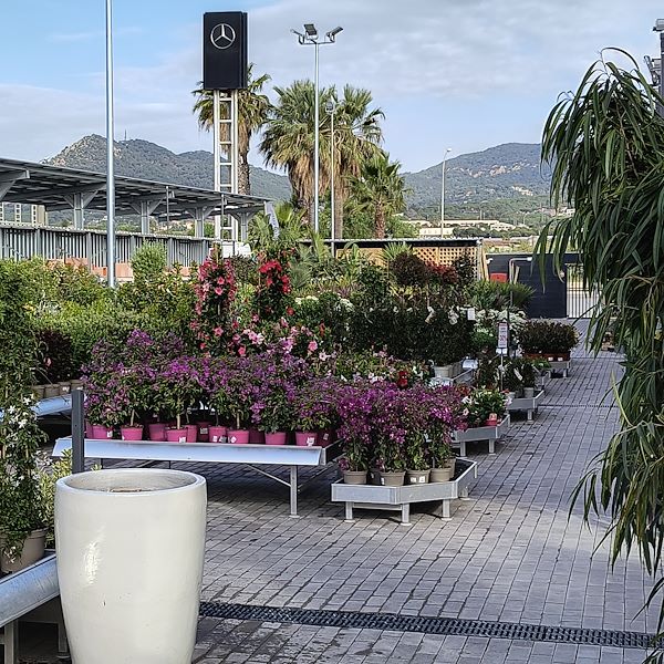 Las plantas de exterior