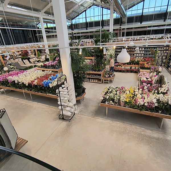 Las plantas de interior