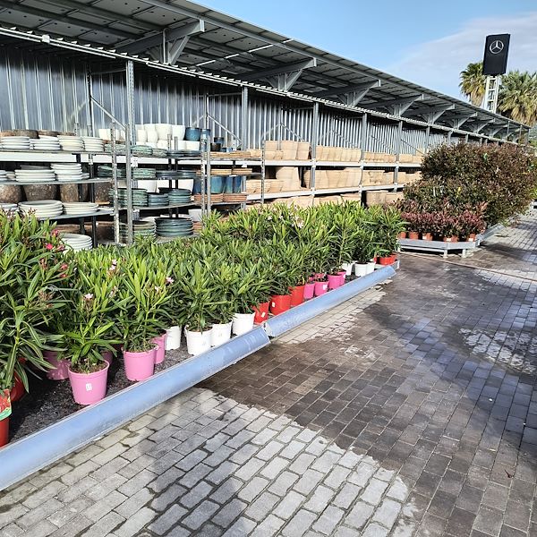 Las plantas de exterior