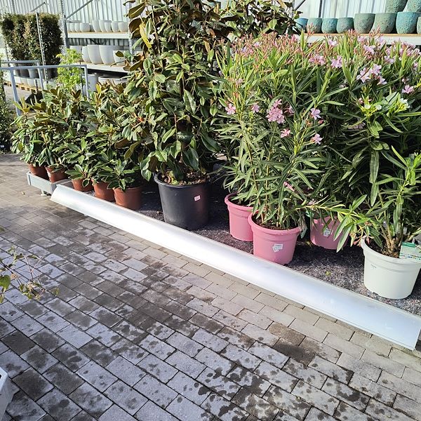 Les plantes d'extérieur