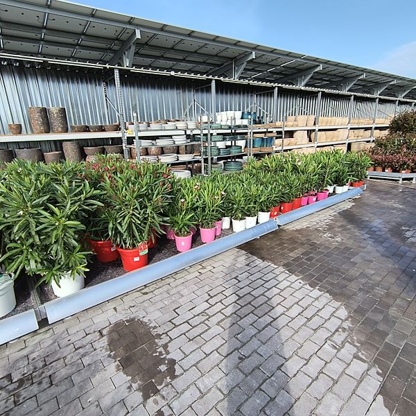 Les plantes d'extérieur