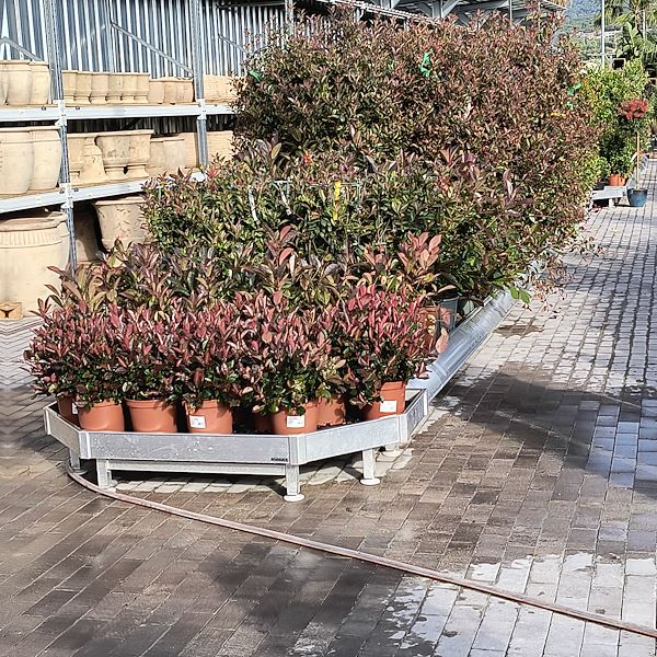 Las plantas de exterior