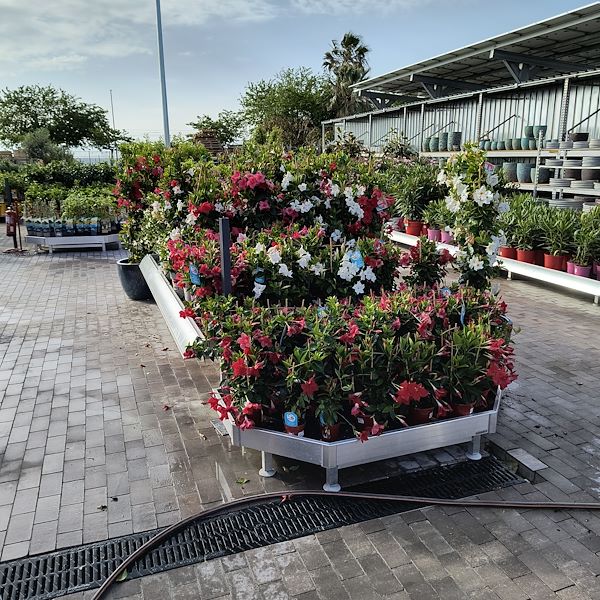 Les plantes d'extérieur