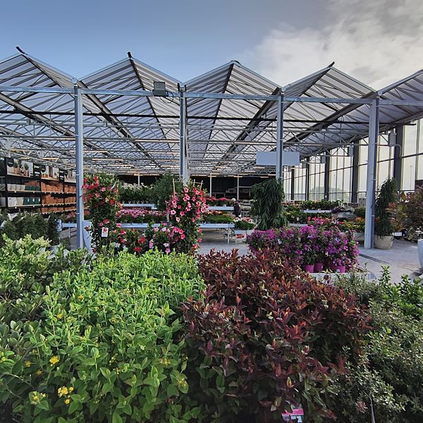 Las plantas de exterior