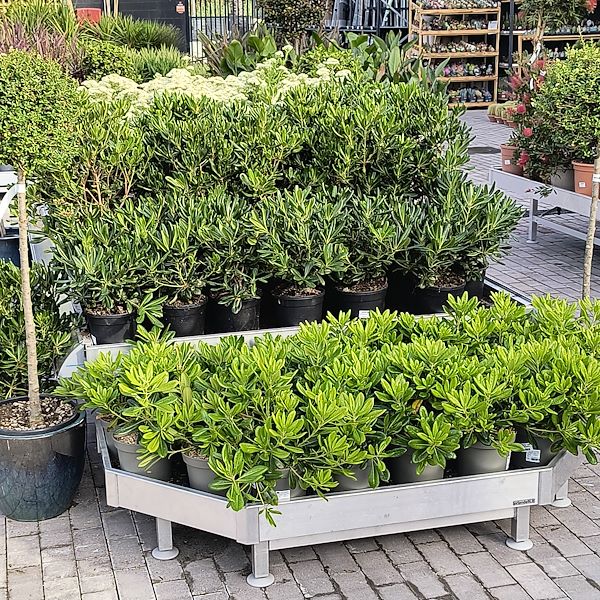 Outdoor plants