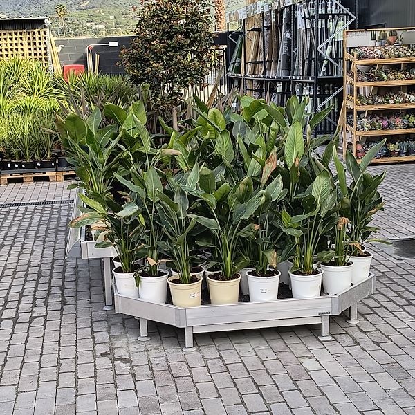 Les plantes d'extérieur