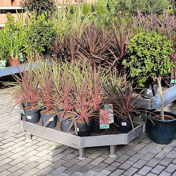 Les plantes d'extérieur