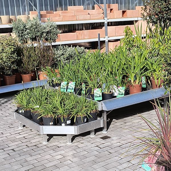 Outdoor plants