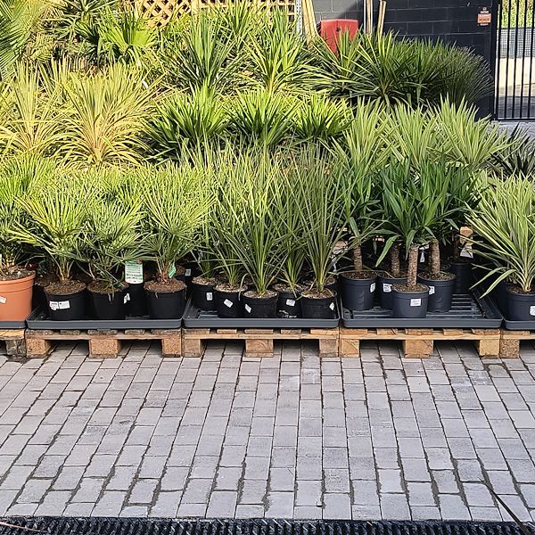 Outdoor plants