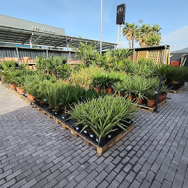 Les plantes d'extérieur