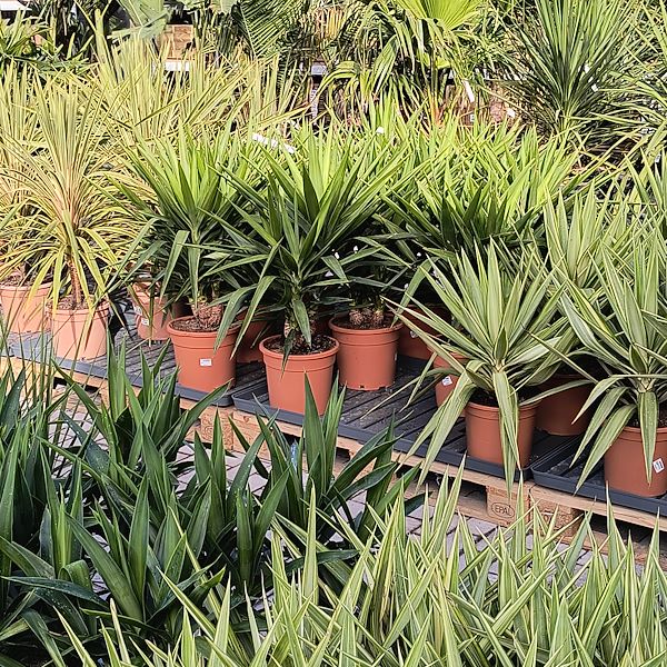 Les plantes d'extérieur